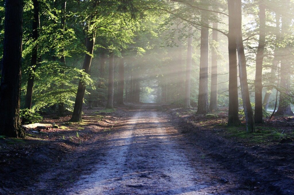 avenue, trees, path-815297.jpg