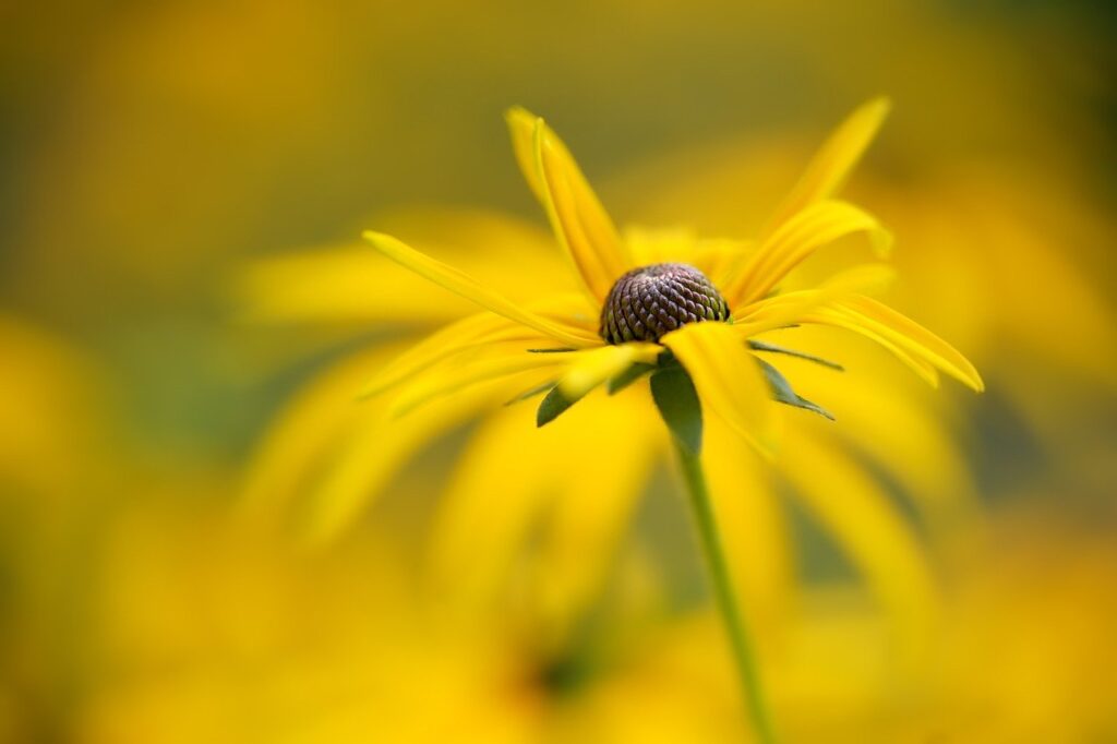 flower, coneflower, bloom-6607529.jpg