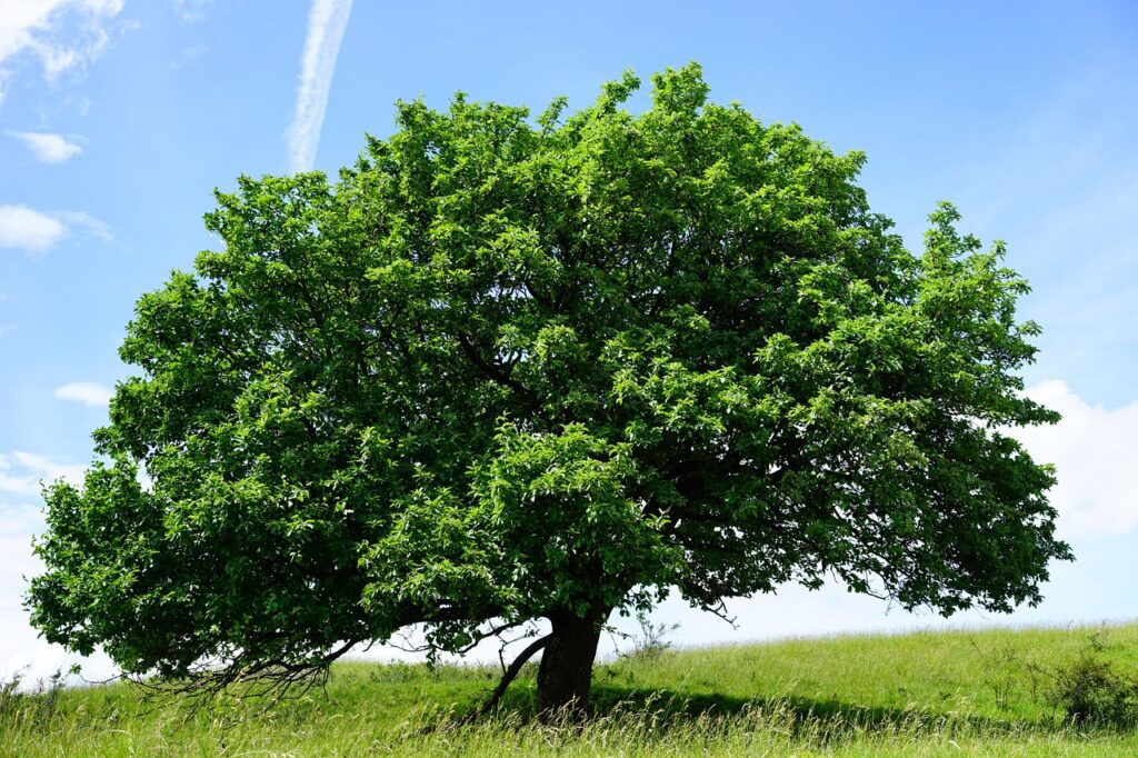 tree, single, randecker maar-1464727.jpg