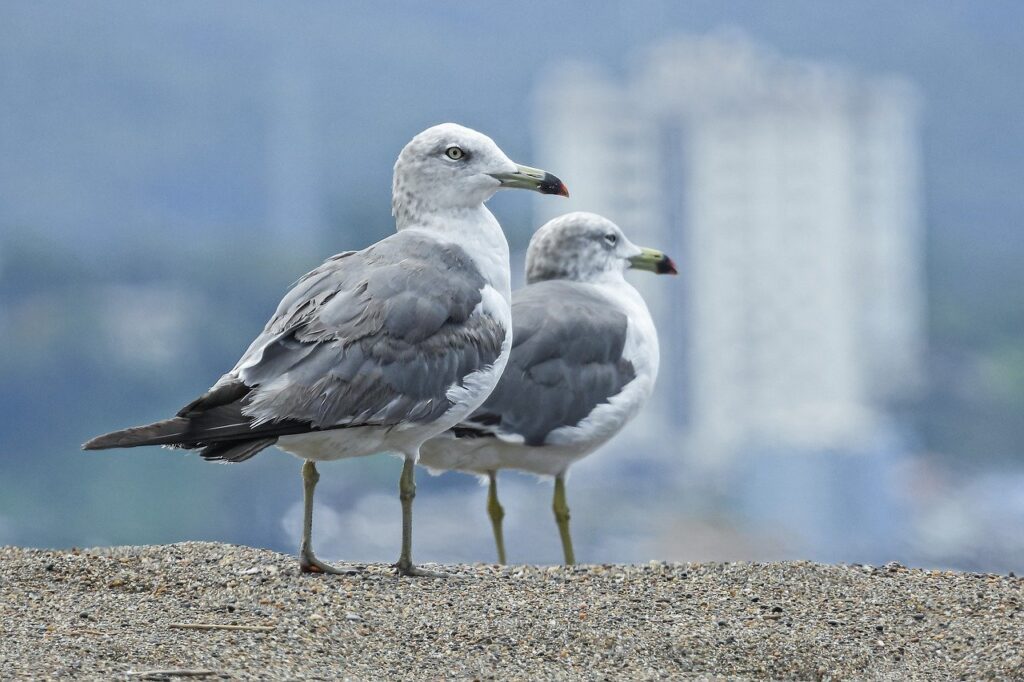 seagulls, birds, sea-6549872.jpg