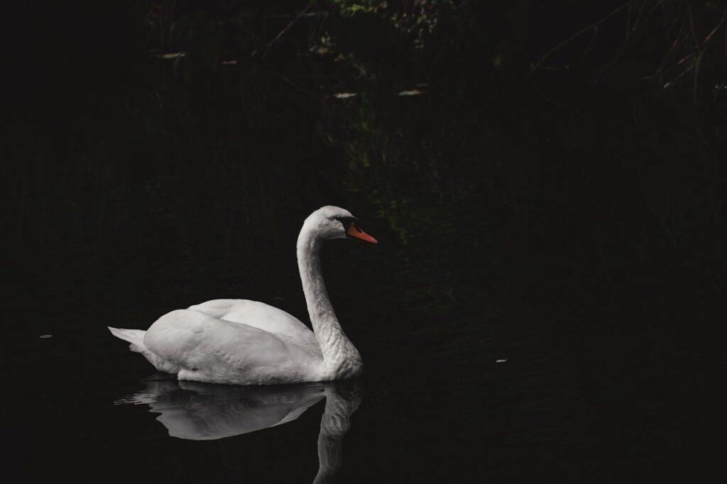 swan, bird, mute swan-6649194.jpg