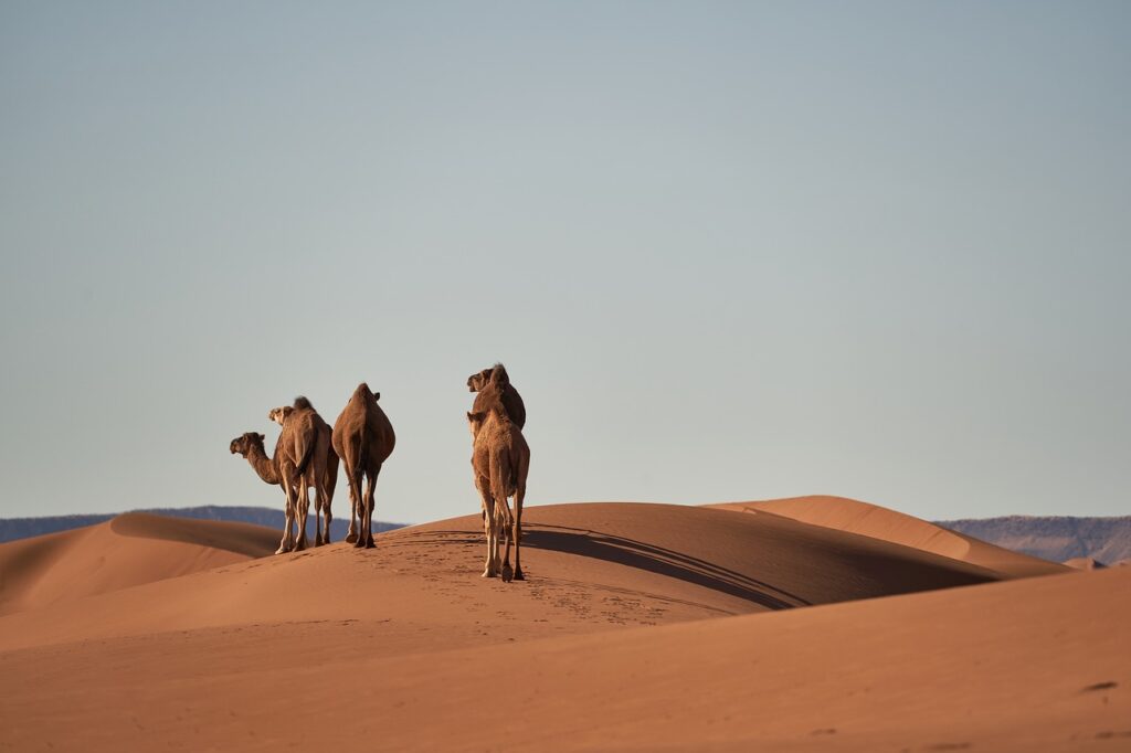 desert, sahara, camels-4134934.jpg
