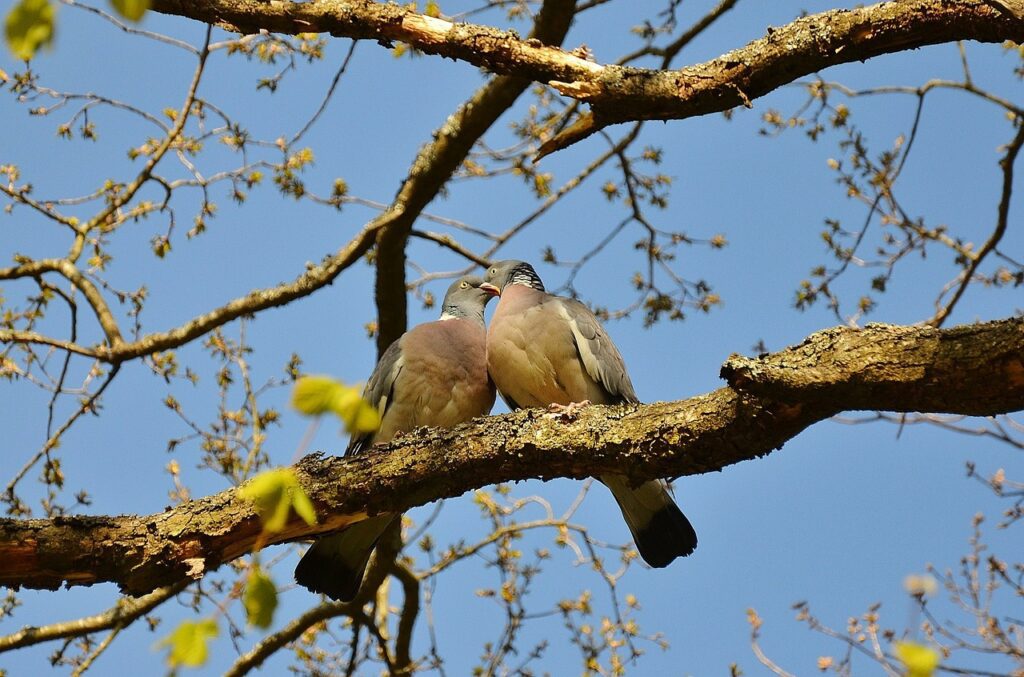 pigeons, couple, pair-50005.jpg