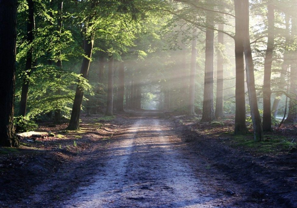 avenue, trees, path-815297.jpg