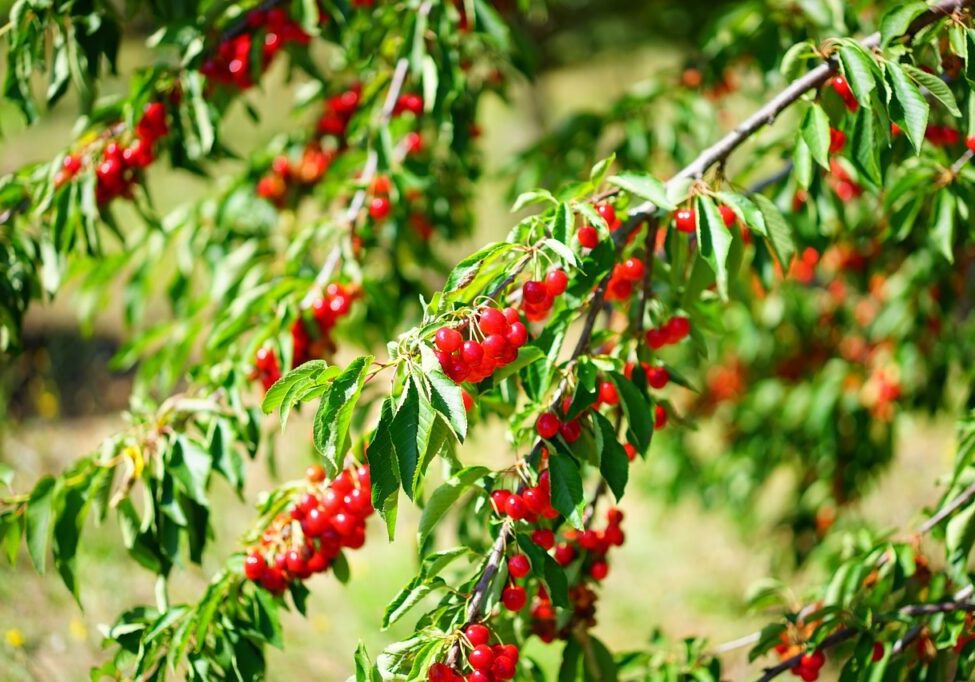 cherries, cherry tree, sour cherries-1595610.jpg