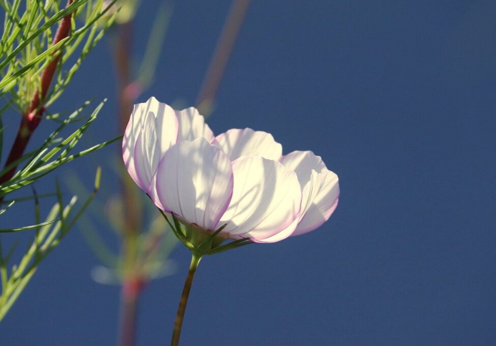 cosmea, cosmos, flower-6586596.jpg