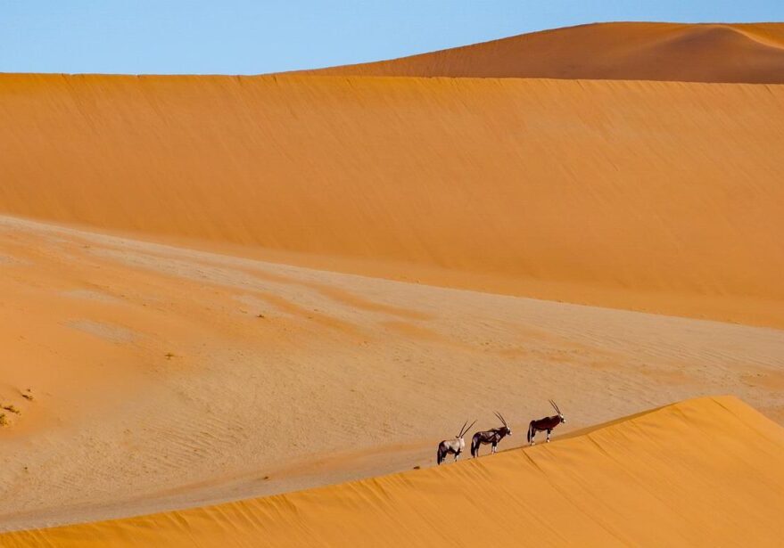 desert, dunes, antelope-5720527.jpg