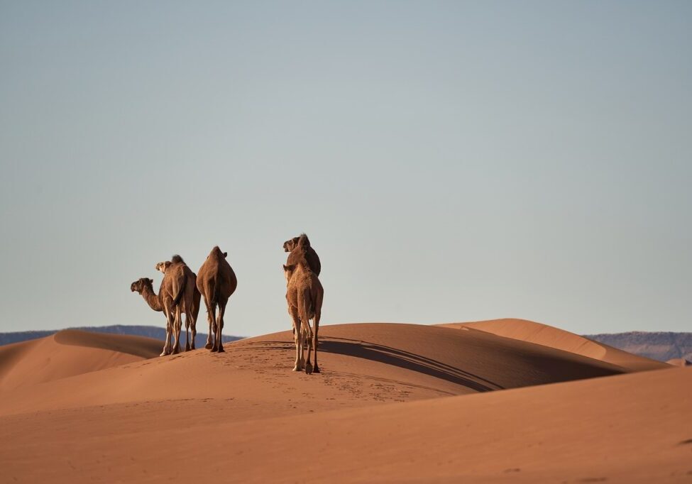 desert, sahara, camels-4134934.jpg