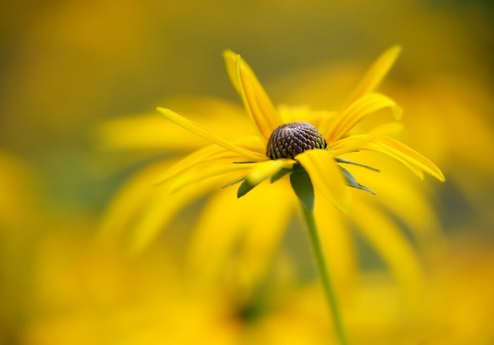 flower, coneflower, bloom-6607529.jpg