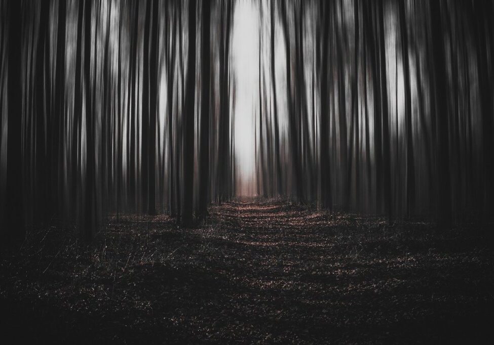 forest, dark, magic-6734296.jpg