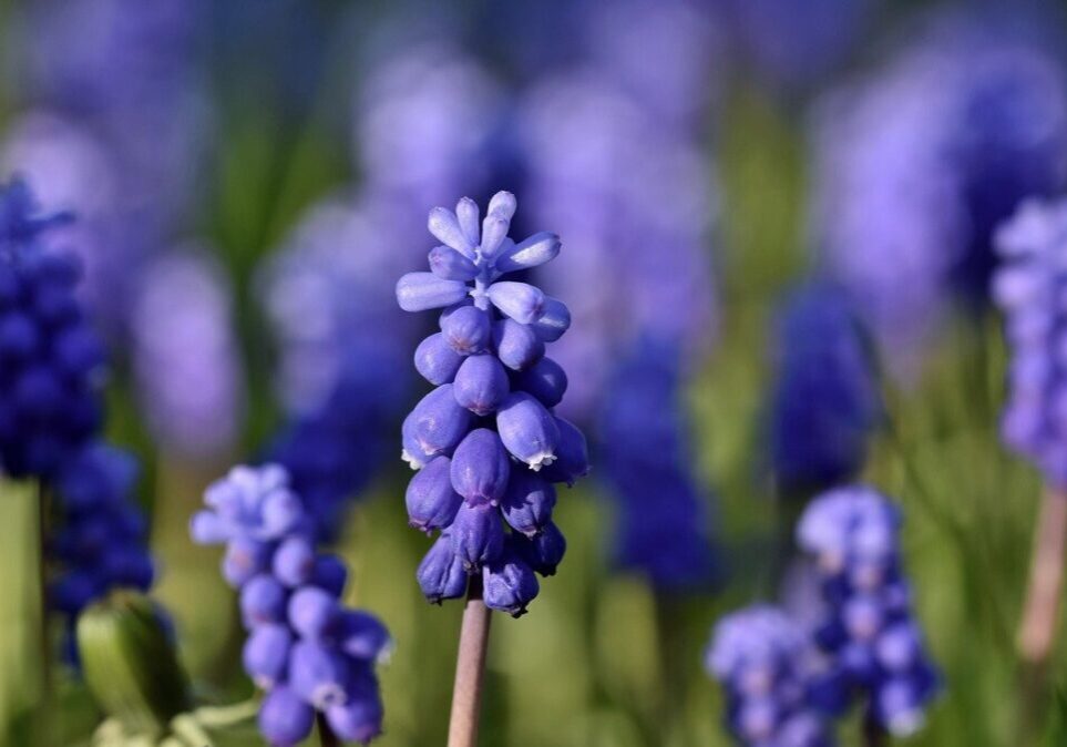grape hyacinth, flowers, plants-6987359.jpg