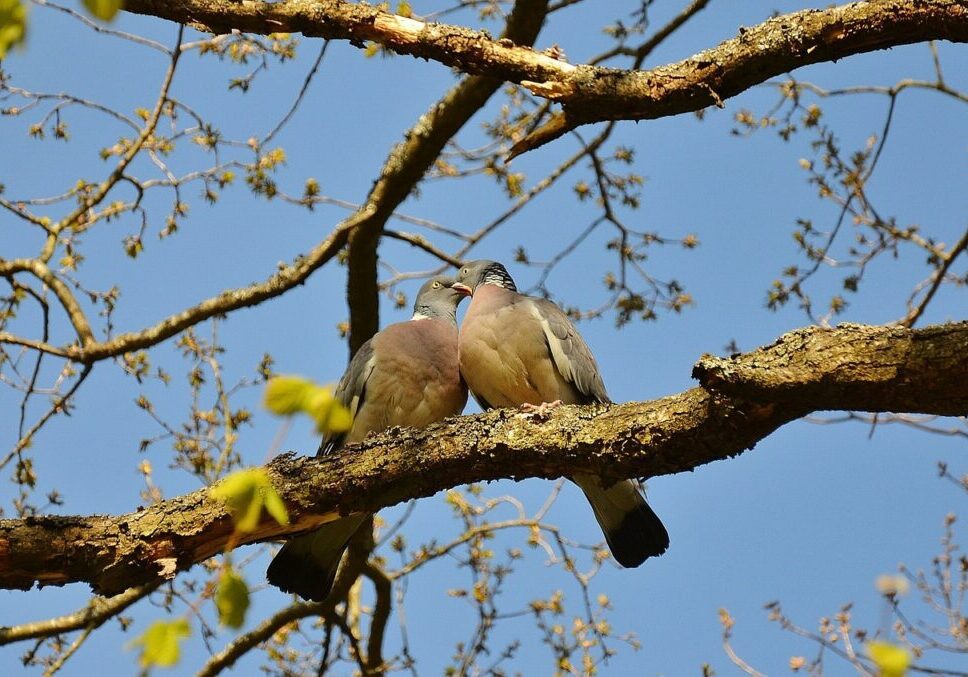 pigeons, couple, pair-50005.jpg