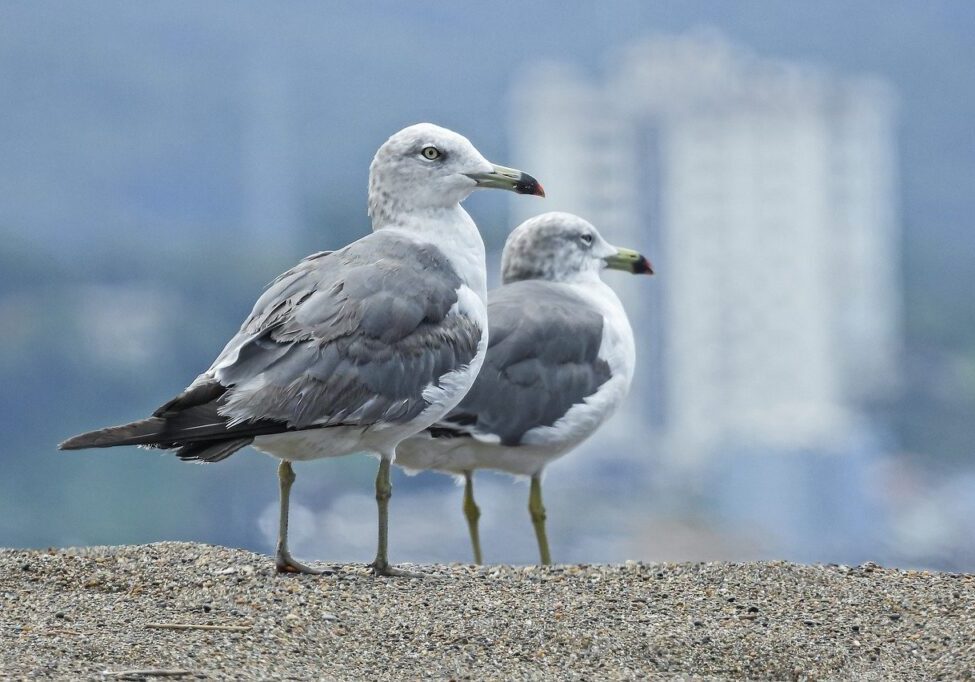 seagulls, birds, sea-6549872.jpg