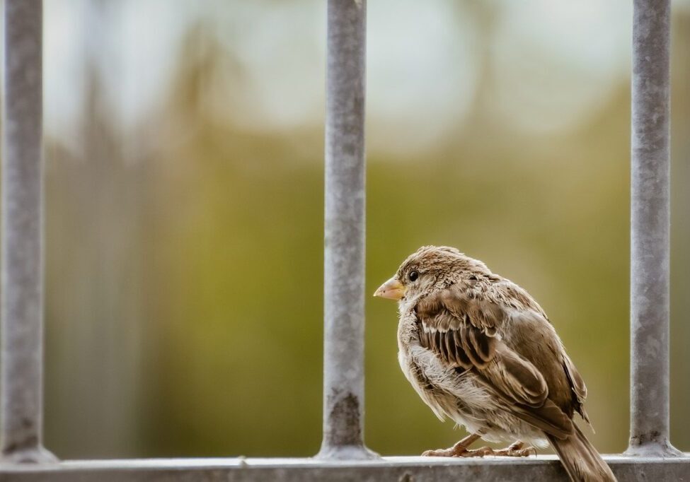 sparrow, bird, animal-6960807.jpg