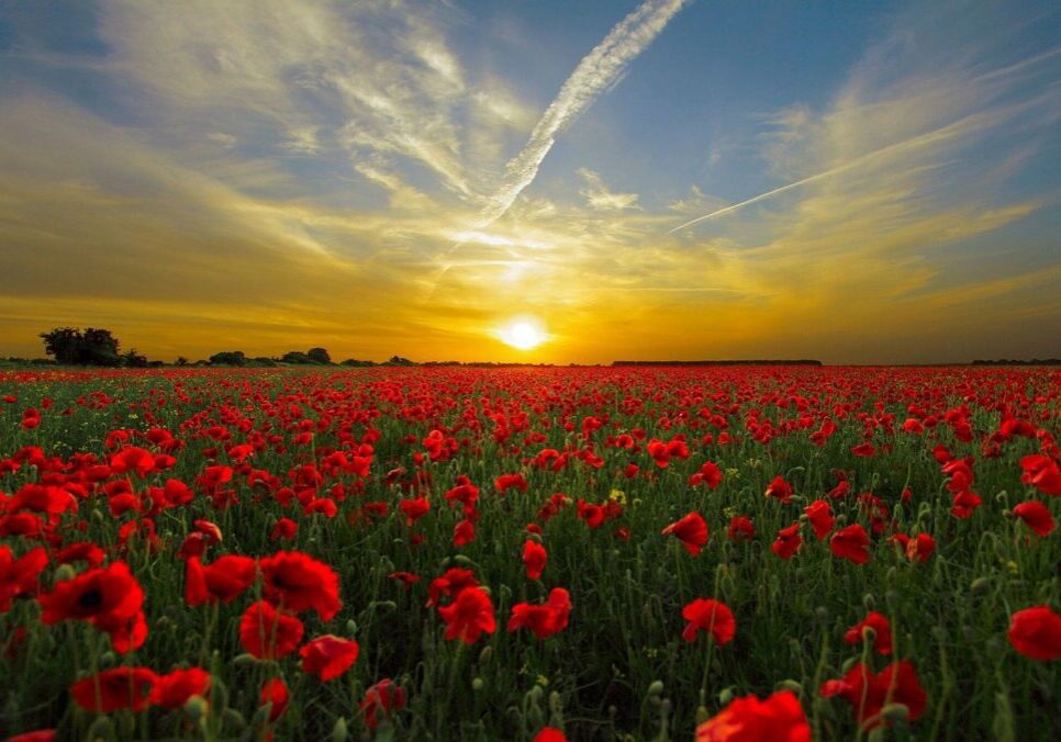 sunset, poppies, field-815270.jpg